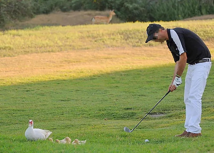 V4 Zona Albarella Island